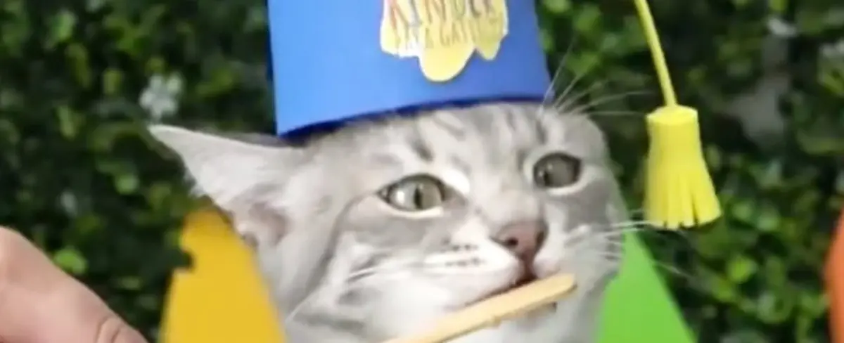 Así es el primer kínder para gatos en Ecuador