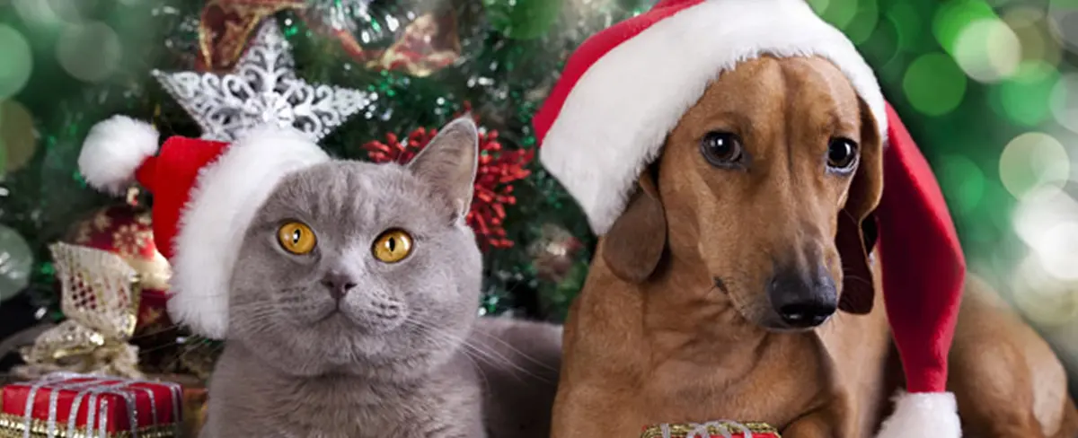 Invita a tu mascota a cenar en navidad con estas recetas caseras
