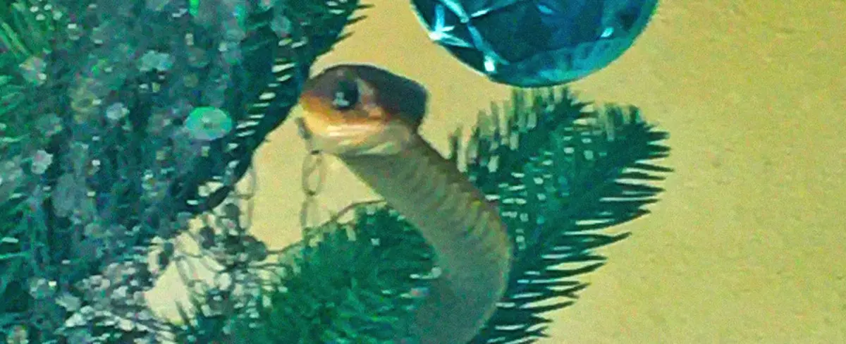 Un árbol de Navidad en Sudáfrica esconde una culebra mortal