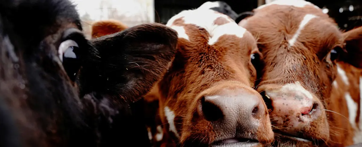 Un granjero indio intenta denunciar a sus vacas por no dar leche