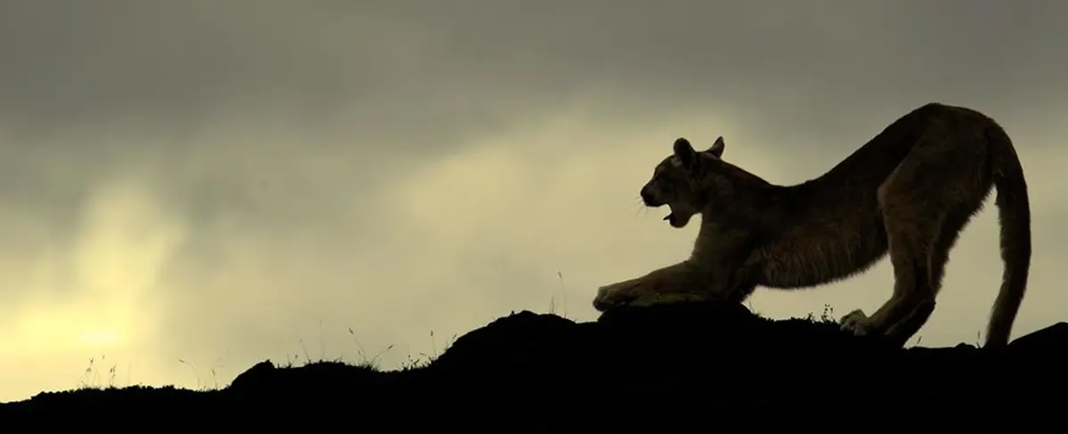 Cámara en una vivienda capta una pelea entre dos leones de montaña