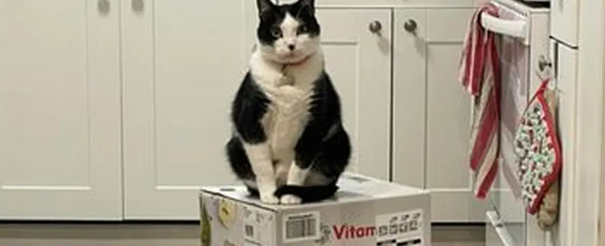 Unos gatos toman una licuadora e impiden a sus dueñas desempacarla