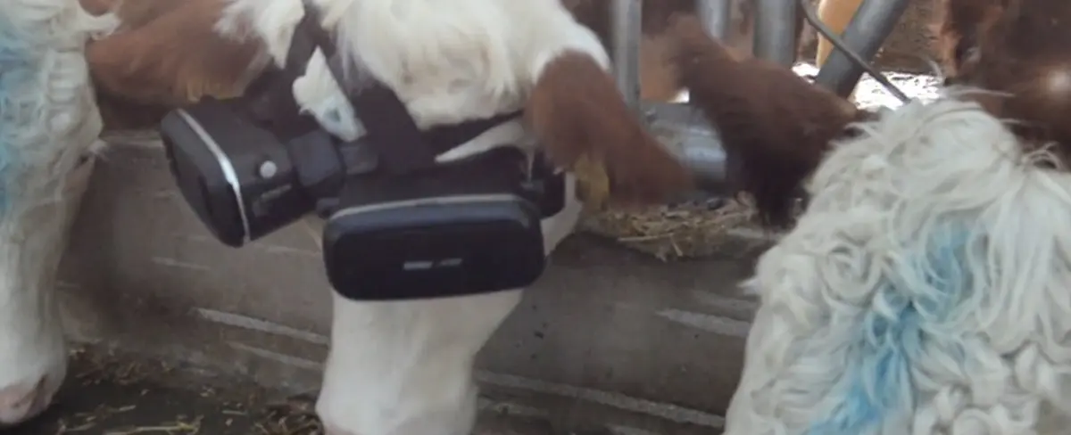 Un granjero le pone anteojos de realidad virtual a sus vacas para mejorar la producción de leche