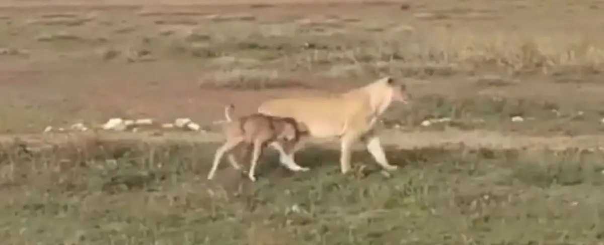 Una leona escolta “cariñosamente” a una cría de ñu hacia un lugar seguro