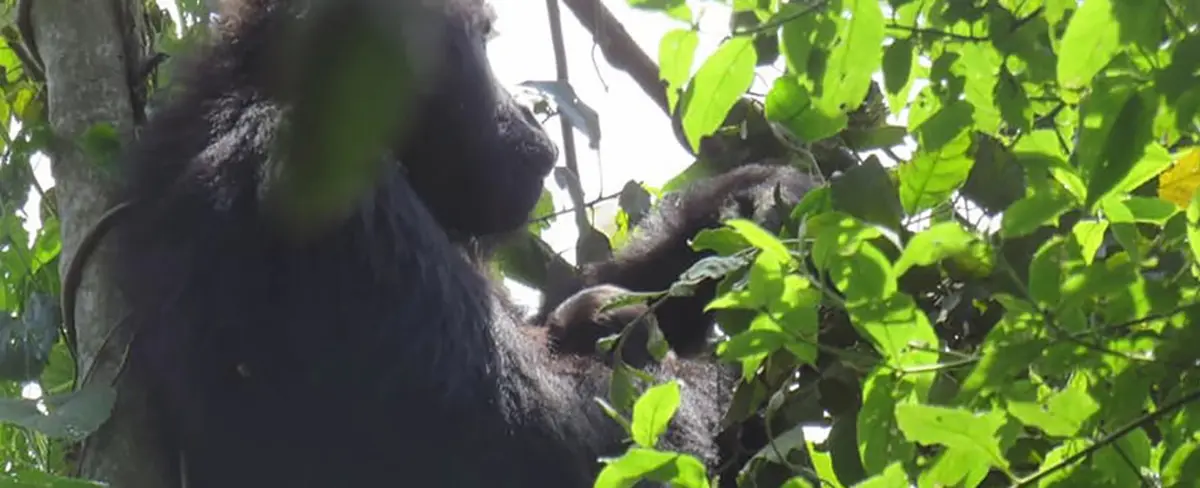 Nace en el Congo una cría de una especie de gorila en peligro de extinción