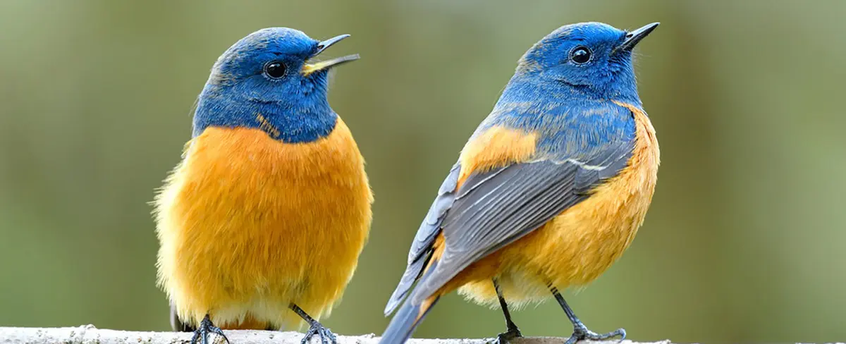 Google enseña a una red neuronal a reconocer pájaros por su canto