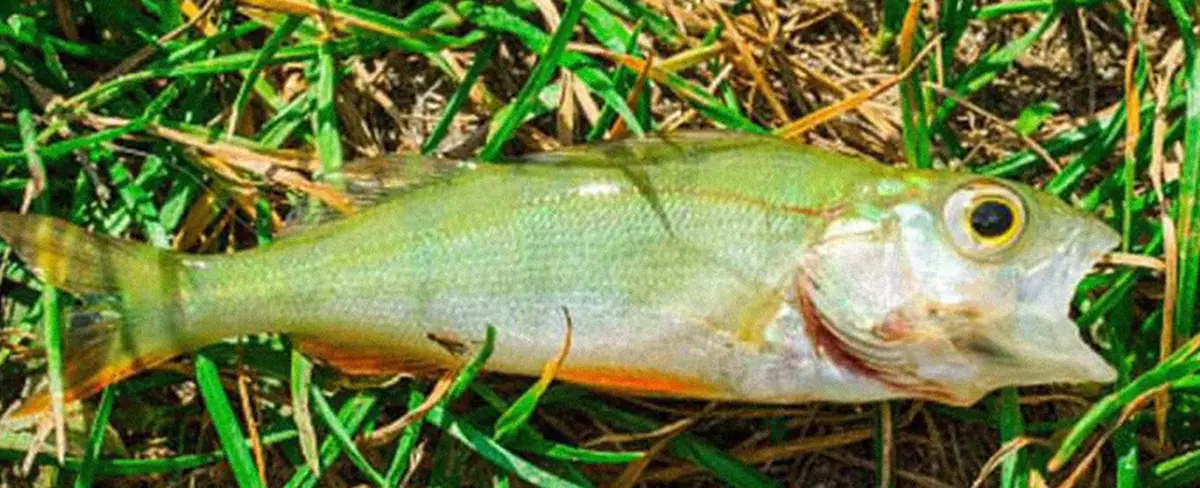 Peces caen del cielo en una ciudad de Texas