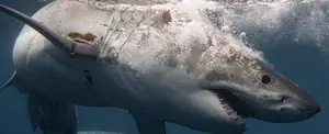 Rescatan a un nadador que fue atacado por un tiburón en una playa de California, EE.UU.