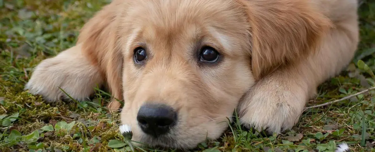 Esta es la razón importante de tener una mascota