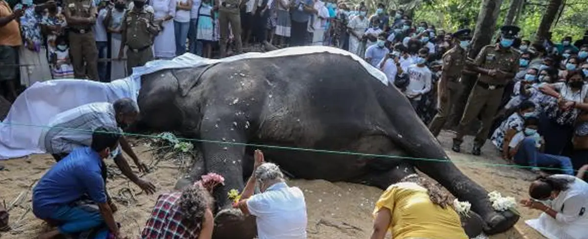 Fallece el elefante más preciado de Sri Lanka