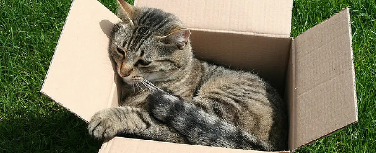 ¿Por qué a los gatos les gustan tanto las cajas?