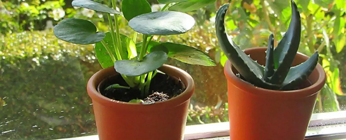Las plantas de interior pueden proteger tus pulmones