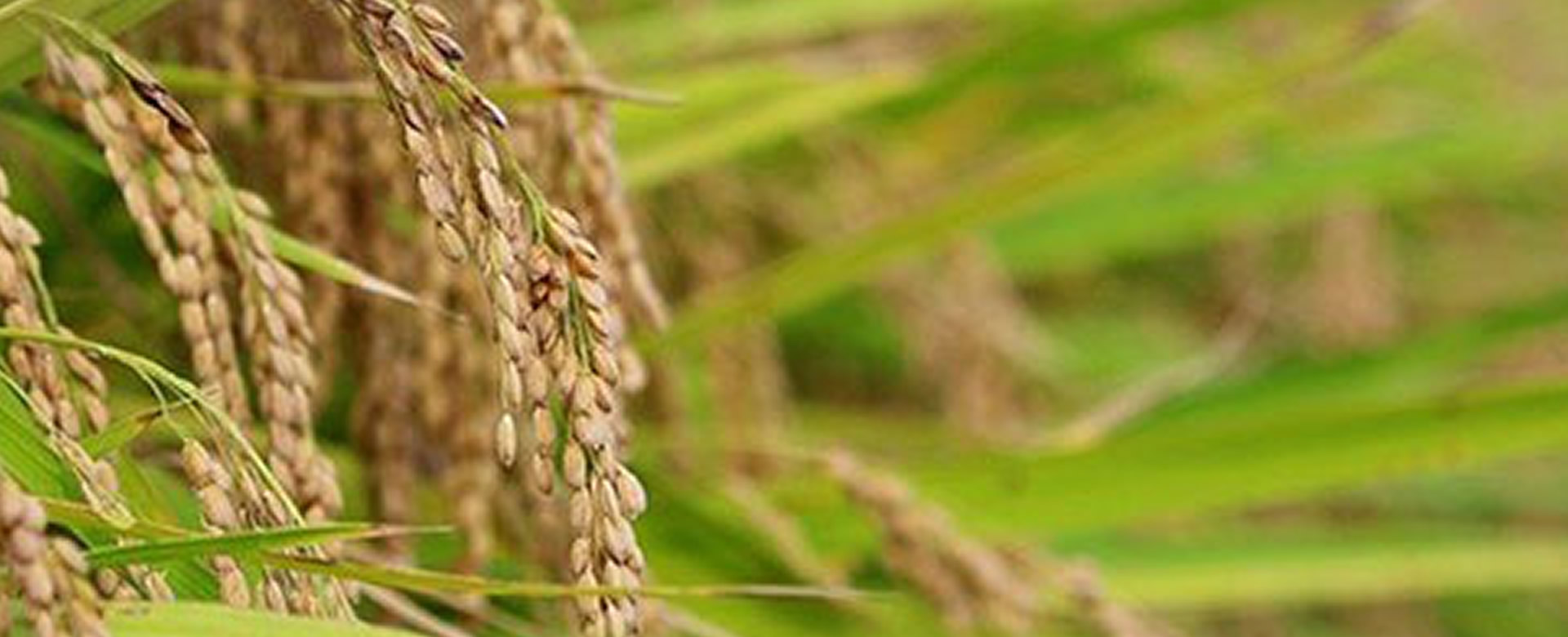 Científicos convierten cáscaras de arroz en luces led