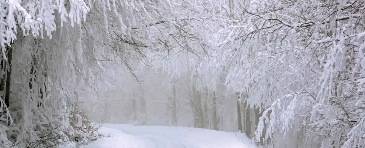 Mujer sobrevive días en un bosque nevado comiendo yogur