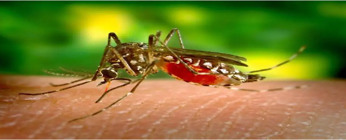 Crean sistema inteligente para detectar el dengue, compatible con celulares