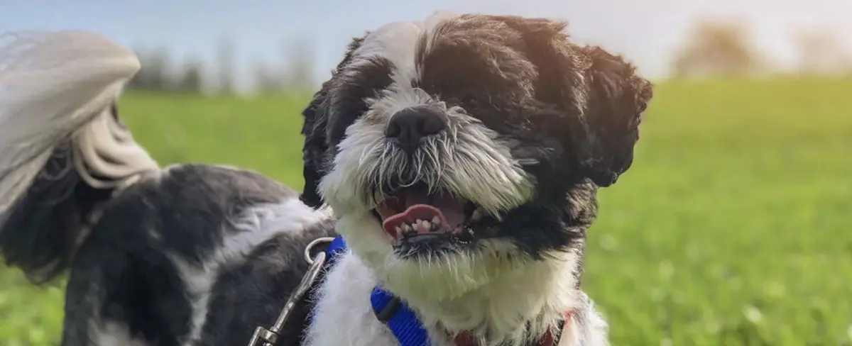 Encuentran a una mascota perdida gracias a un AirTag