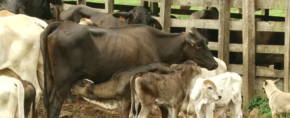 Destacan atención a más de 175 mil productores de carne y huevo
