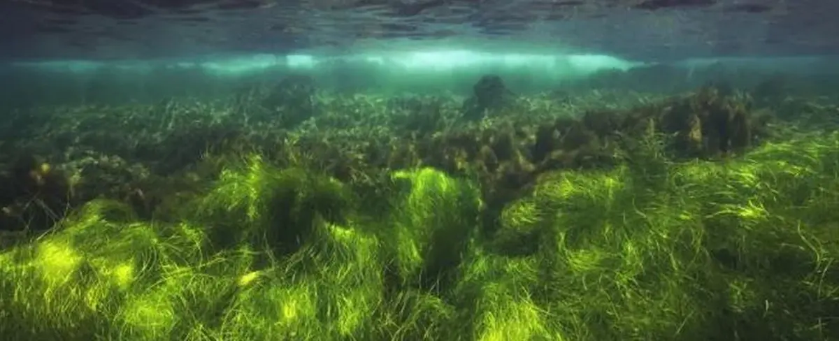 Hallan reservas de azúcar escondidas bajo el océano
