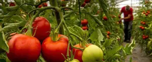Modifican genética del tomate para que produzca mucha vitamina D