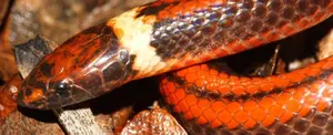 Paraguay: descubren una nueva especie de serpiente a quien denominan Shawnella