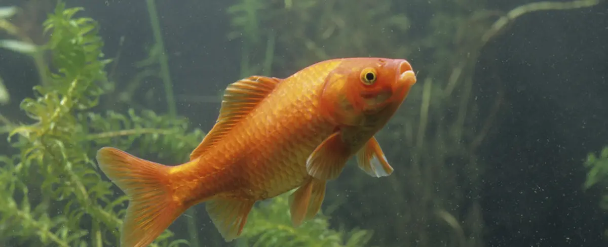 Estudio revela que los peces dorados podrían ser devastadores para la biodiversidad