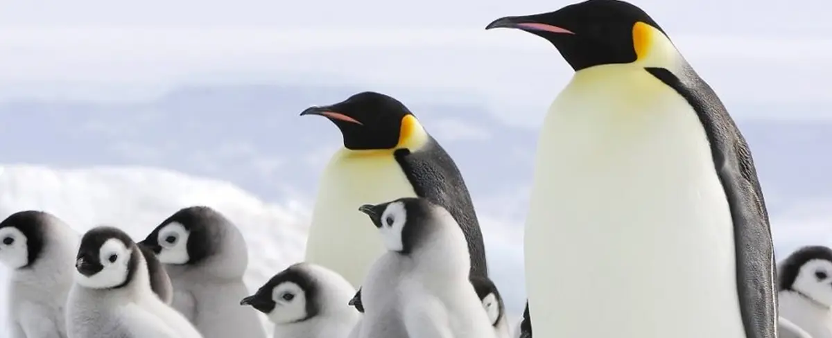 Prevén que los pingüinos emperador corren el riesgo de extinguirse en los próximos 30 años