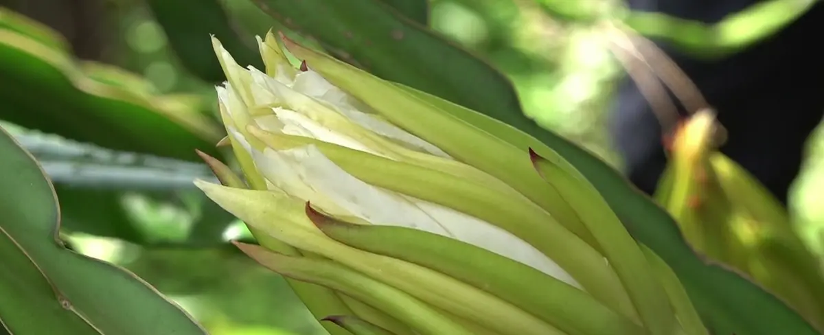 Capacitan productores sobre el manejo de técnicas agroecológicas en el cultivo de pitahaya