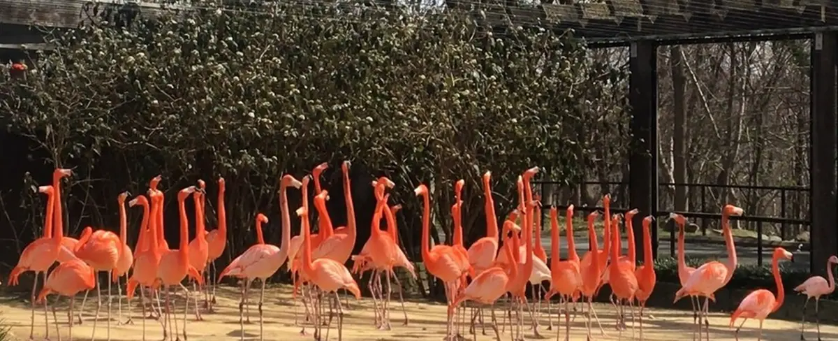 Un zorro salvaje mata a más de 20 flamencos en un zoológico en Washington