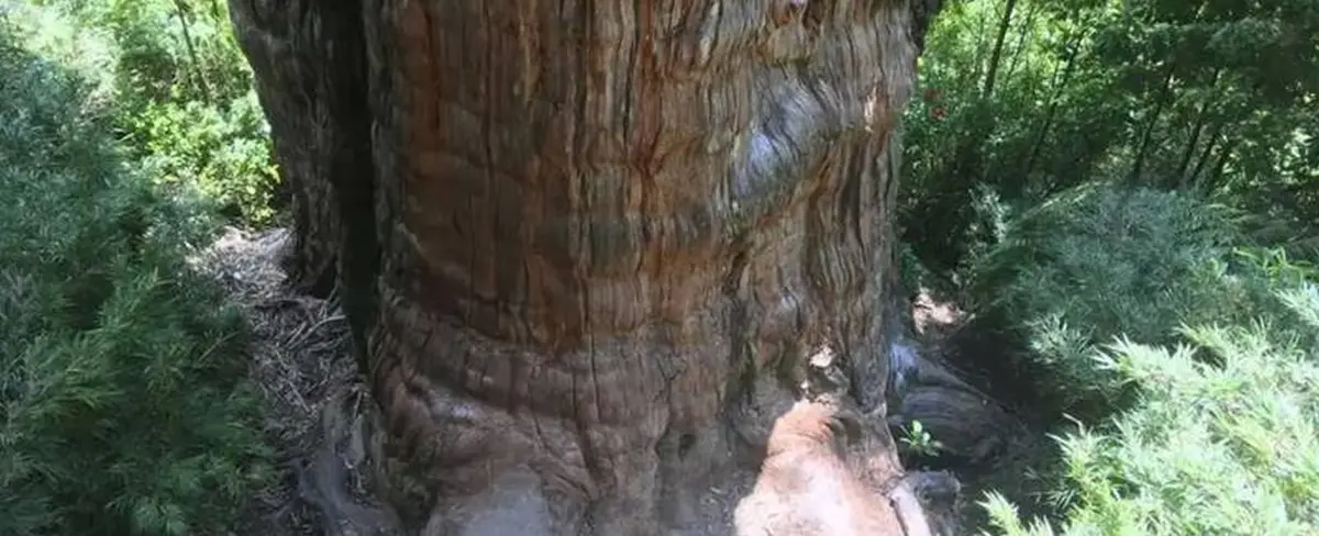 Chile: ciprés podría ser el árbol más antiguo del mundo con más de 5 mil años