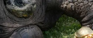 Nace en Suiza la primera tortuga gigante de Galápagos albina