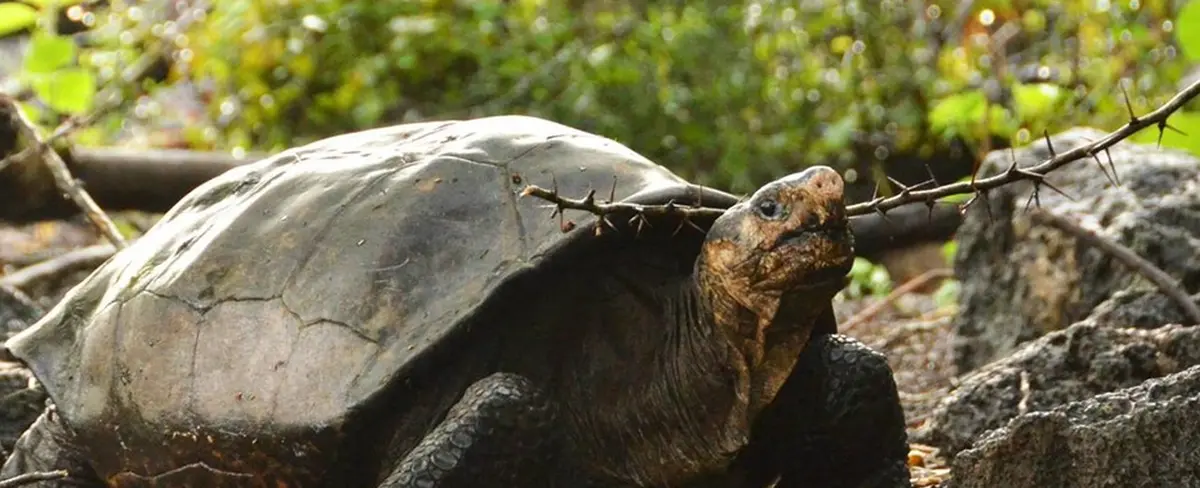 Reaparece una especie de tortuga gigante de la isla Galápagos que se creía extinta