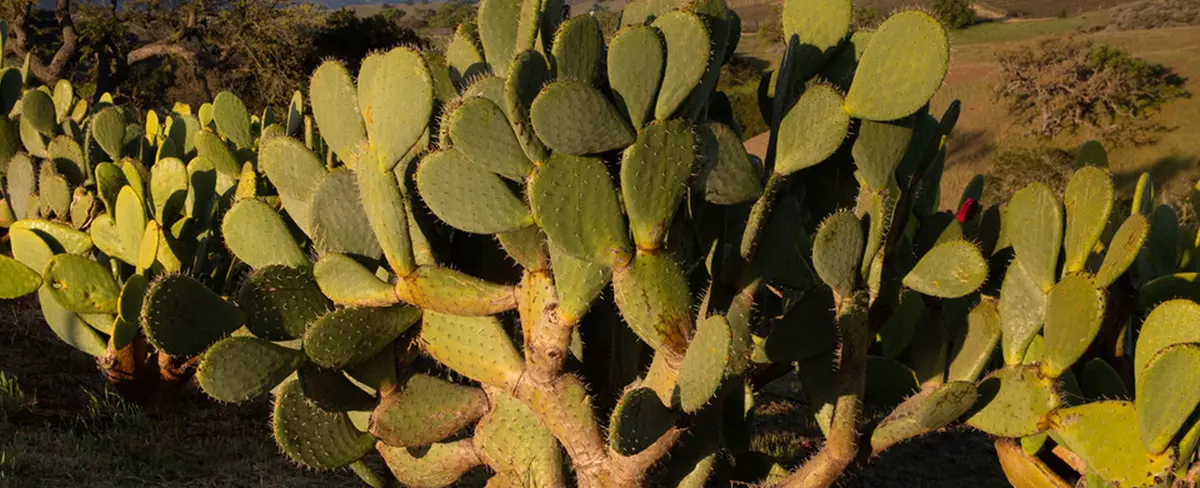 Científicos descubren que los cactus pueden servir como antenas de wifi de banda ancha