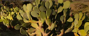 Científicos descubren que los cactus pueden servir como antenas de wifi de banda ancha