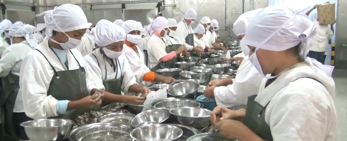 Producción de camarones en Chinandega genera más de 13 mil empleos