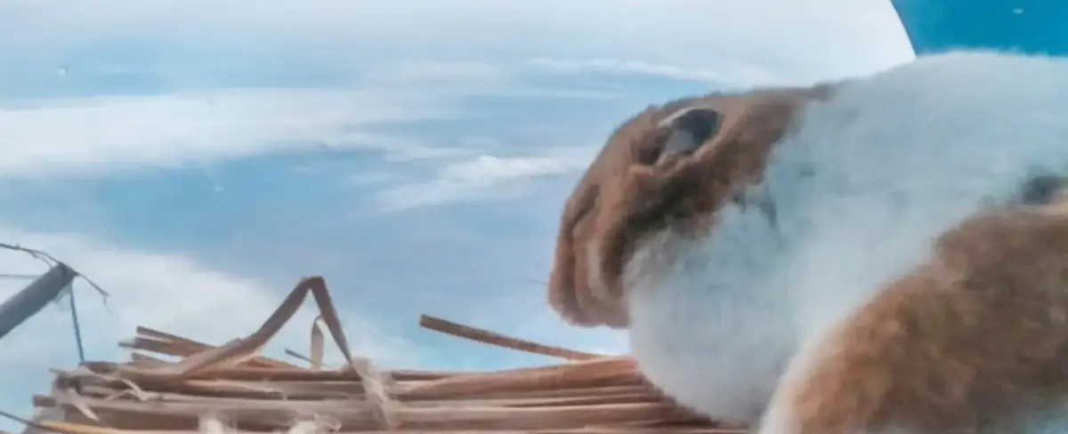 Un hámster sobrevive a un viaje a la estratosfera en un globo volador