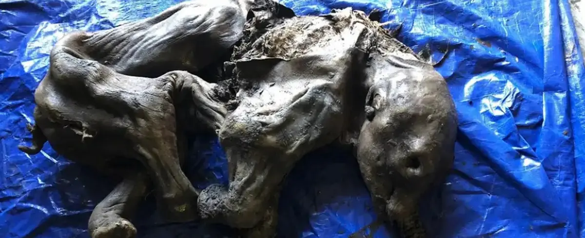 Canadá: sorprendente hallazgo de osamenta de Mamut bebé de 30 mil años
