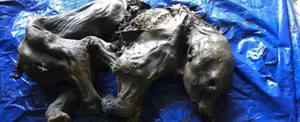 Canadá: sorprendente hallazgo de osamenta de Mamut bebé de 30 mil años