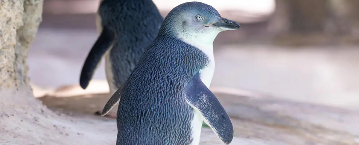 Cientos de pingüinos azules aparecen muertos en la costa de Nueva Zelanda