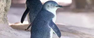 Cientos de pingüinos azules aparecen muertos en la costa de Nueva Zelanda