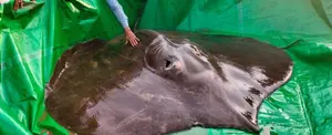 Descubren al pez de agua dulce más grande del mundo de 300 kilos de peso