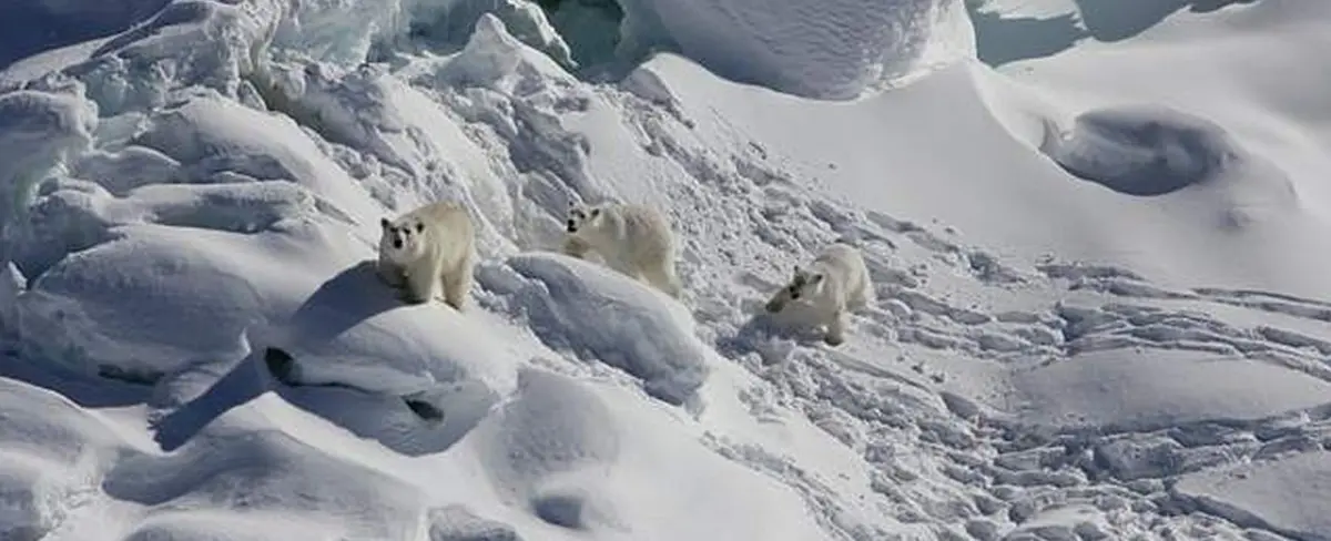 Descubren nueva subespecie de oso polar que no depende de los hielos marinos para subsistir