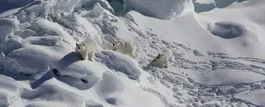 Descubren nueva subespecie de oso polar que no depende de los hielos marinos para subsistir