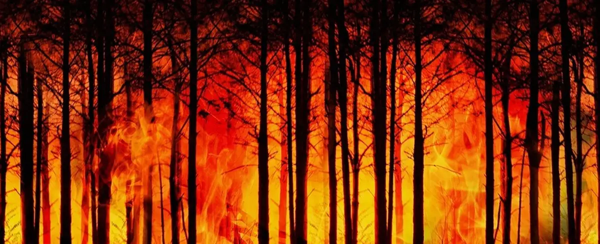 Identifican vestigios de los incendios forestales más antiguos
