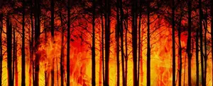 Identifican vestigios de los incendios forestales más antiguos