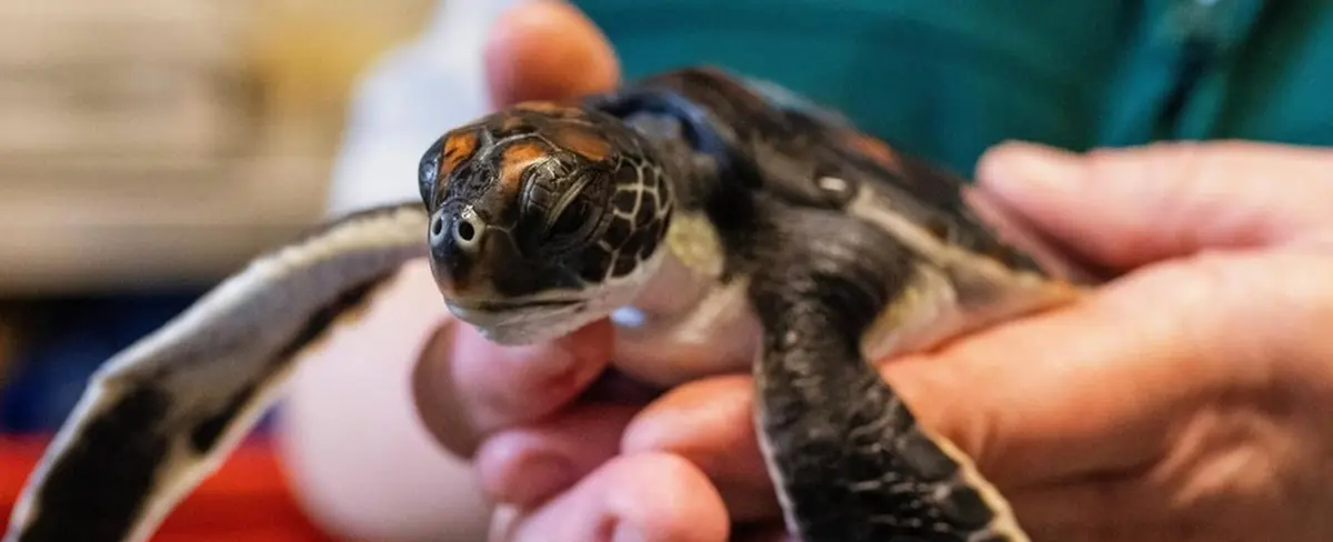 Cría de tortuga marina defeca puro plástico días después de ser rescatada