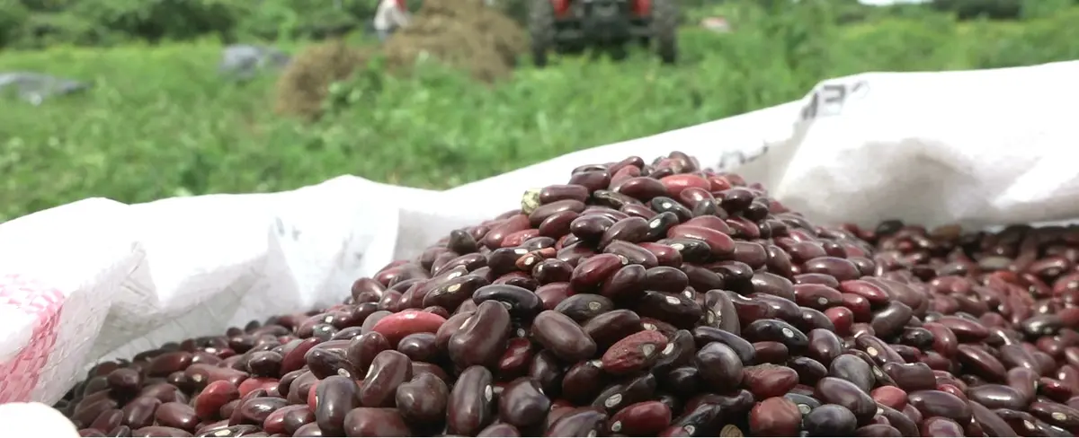 Exportaciones de frijoles alcanzan más de 1 millón de quintales