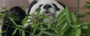Fallece a los 35 años la panda gigante más longeva de México