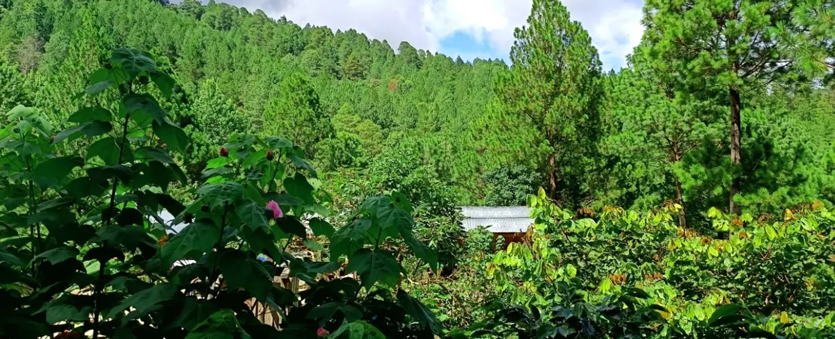 El Avión: la Finca que produce el mejor café de Nicaragua