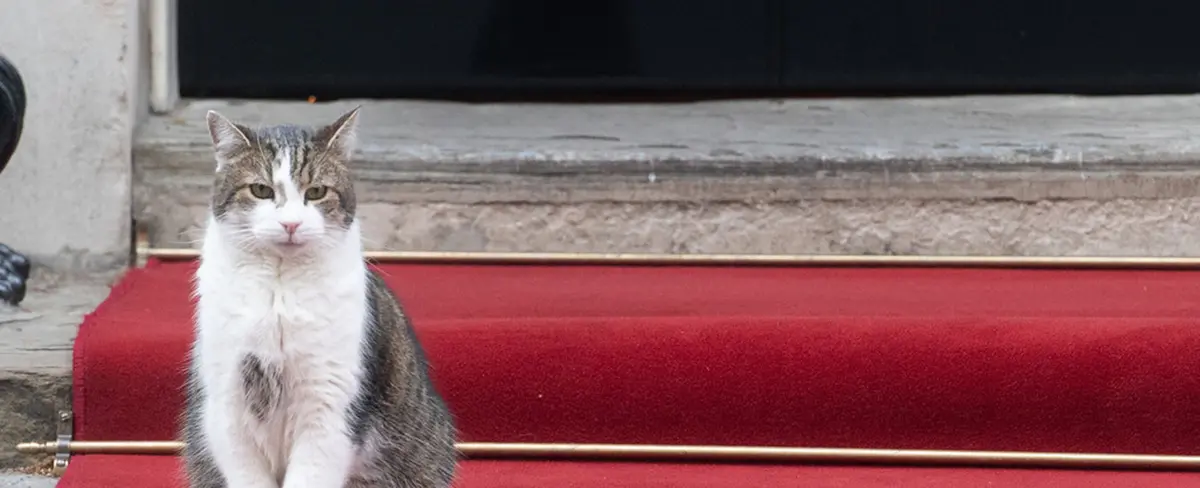 Larry, el gato que custodia la residencia del primer ministro británico lo insta a renunciar