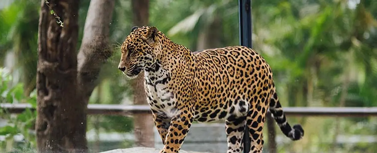 Un adolescente es atacado por un jaguar en  México